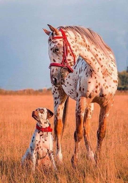 лошадь и собака с одинаковым украшением пазл онлайн