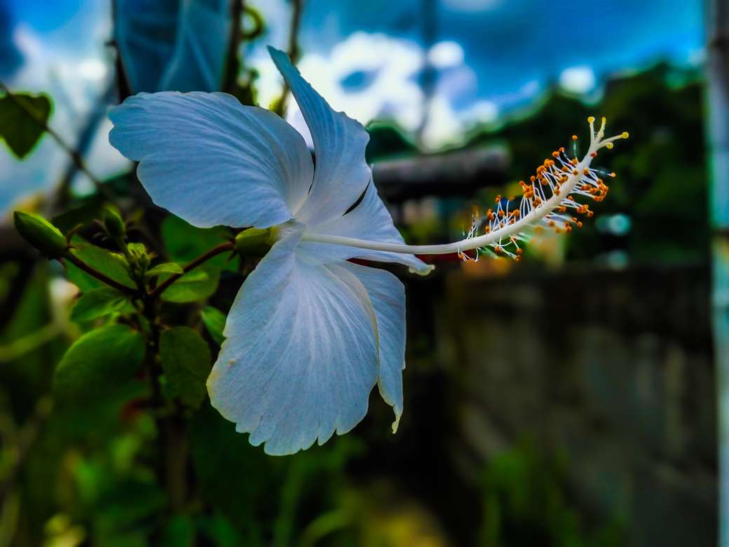 Полевой цветок белый пазл онлайн