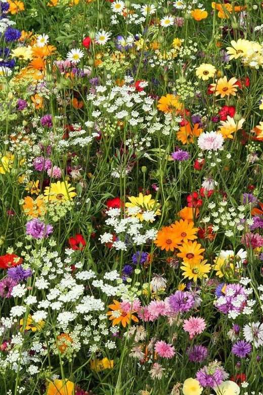 flower meadow online puzzle