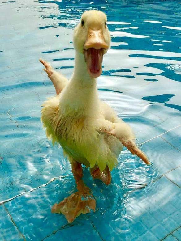 pato alegre en el agua rompecabezas en línea