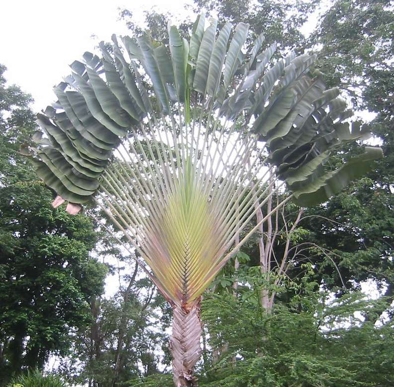 Palmboom Costa Rica legpuzzel online