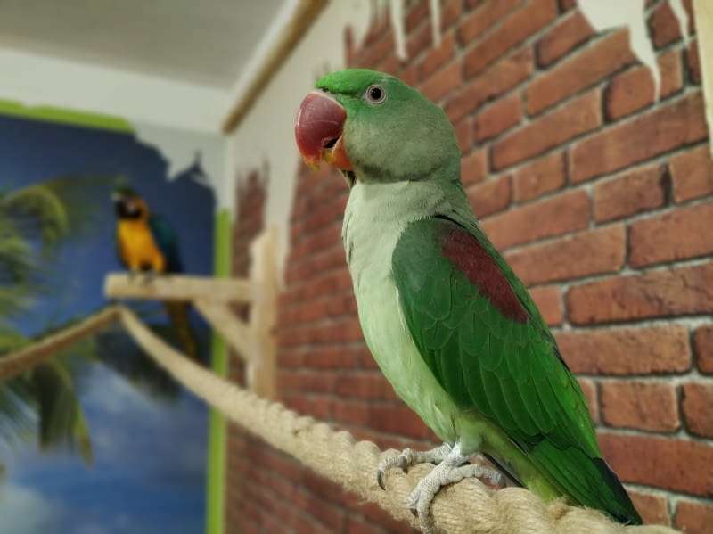 groene papegaai legpuzzel online