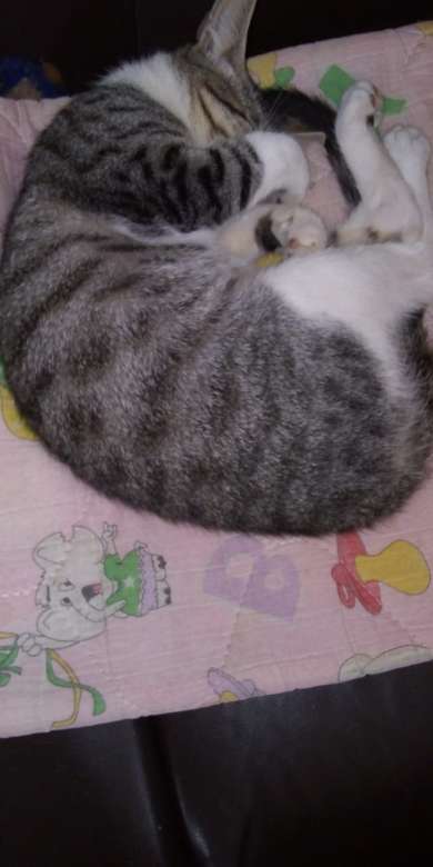 Η γάτα μου Διαμαντίνα παζλ online