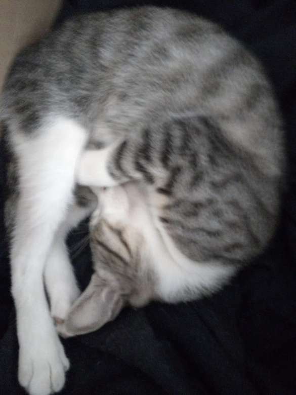Η γάτα μου Διαμαντίνα παζλ online