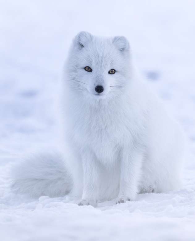αρκτική αλεπού παζλ online