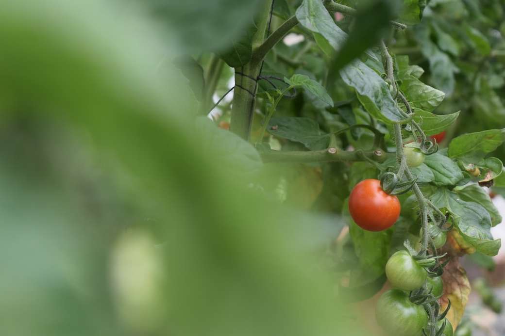 oranje tomaat op groene plant legpuzzel online
