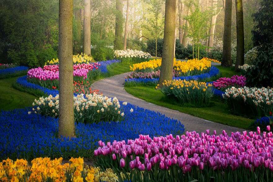 Gyönyörű virágok mező online puzzle