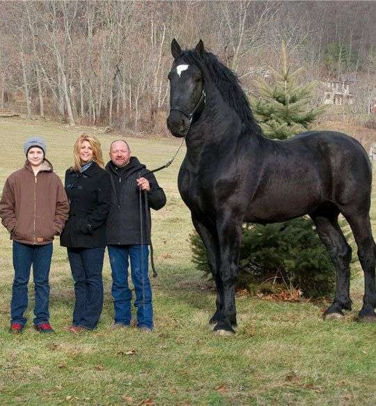 Голям кон ............. онлайн пъзел