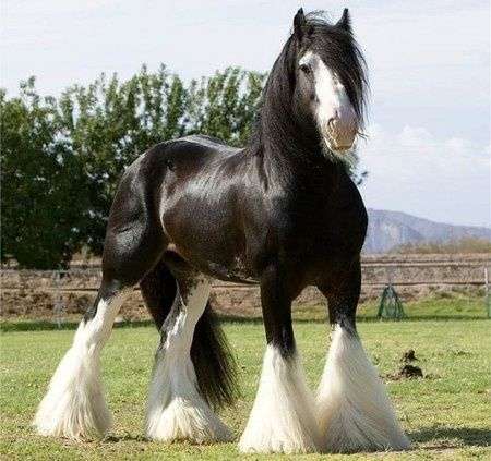 Shire Horse ............. Pussel online