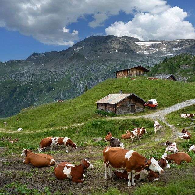 Autriche - vaches au pâturage puzzle en ligne