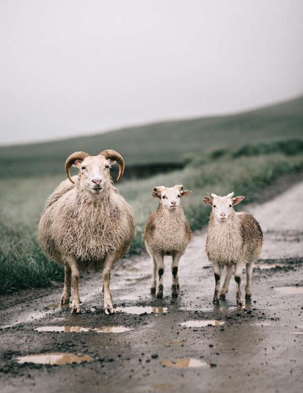 овцы в исландии онлайн-пазл