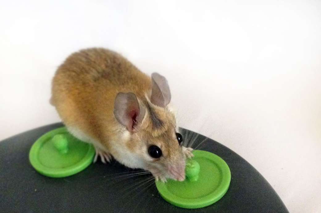 мишка..... пазл онлайн