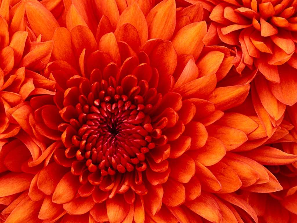velmi pěkné květiny online puzzle