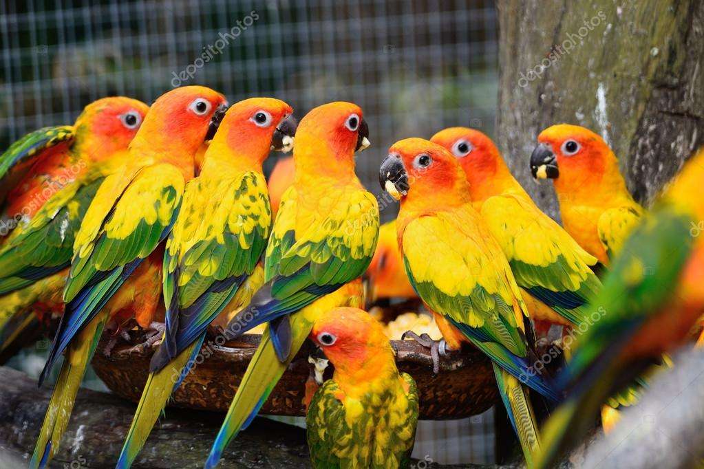 Conures of the sun online puzzle