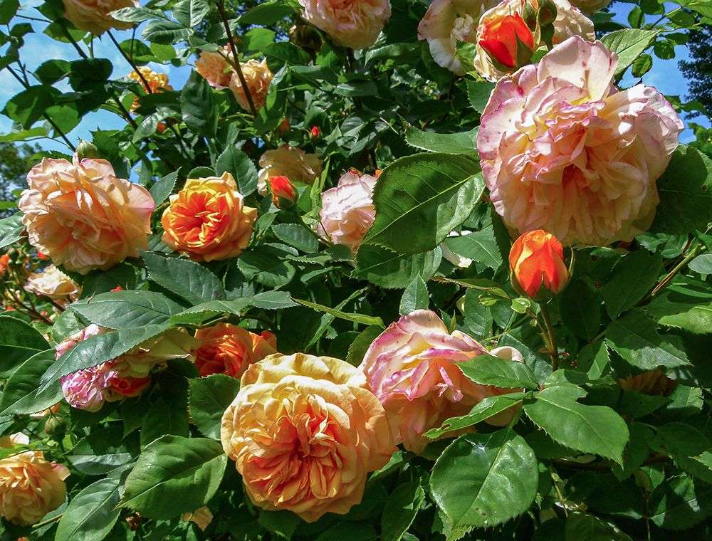 Roses anglaises Charles Austin puzzle en ligne