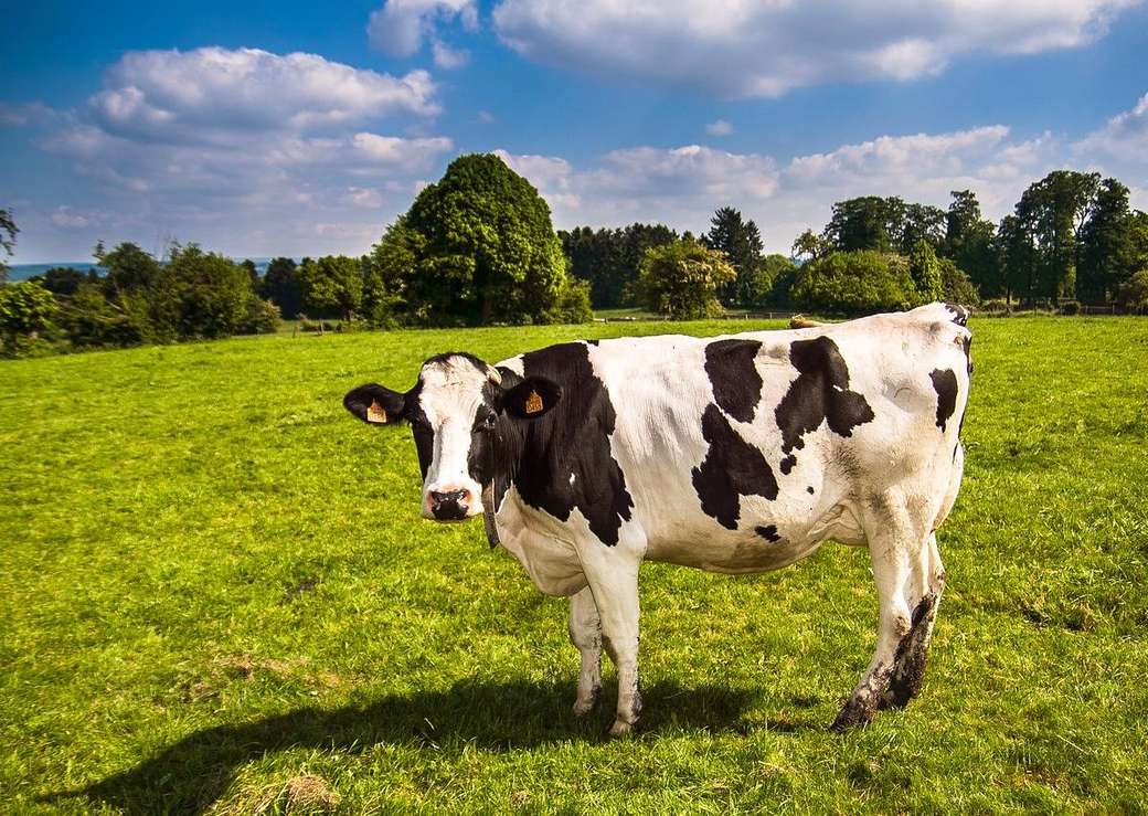 vaca no pasto puzzle online