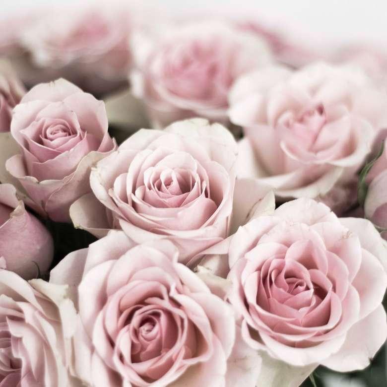 růžové růže v objektivu s posunem sklonu online puzzle