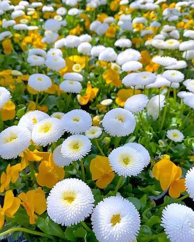 white coins and yellow violets jigsaw puzzle online