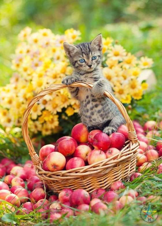 маленький котенок в корзине с яблоками пазл онлайн