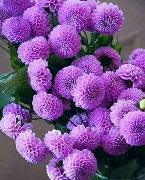 bouquet de dahlias violet pâle puzzle en ligne