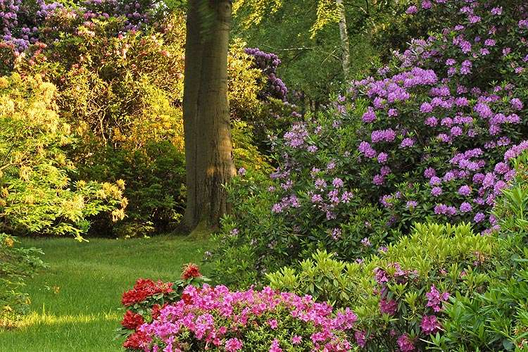 Английское садовое растение Рододендрон пазл онлайн