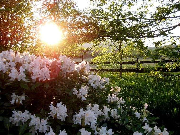 Engelska trädgårdar rododendron Pussel online