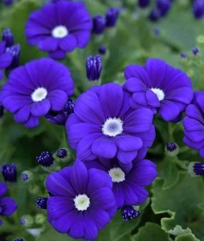 flori în violet puzzle online