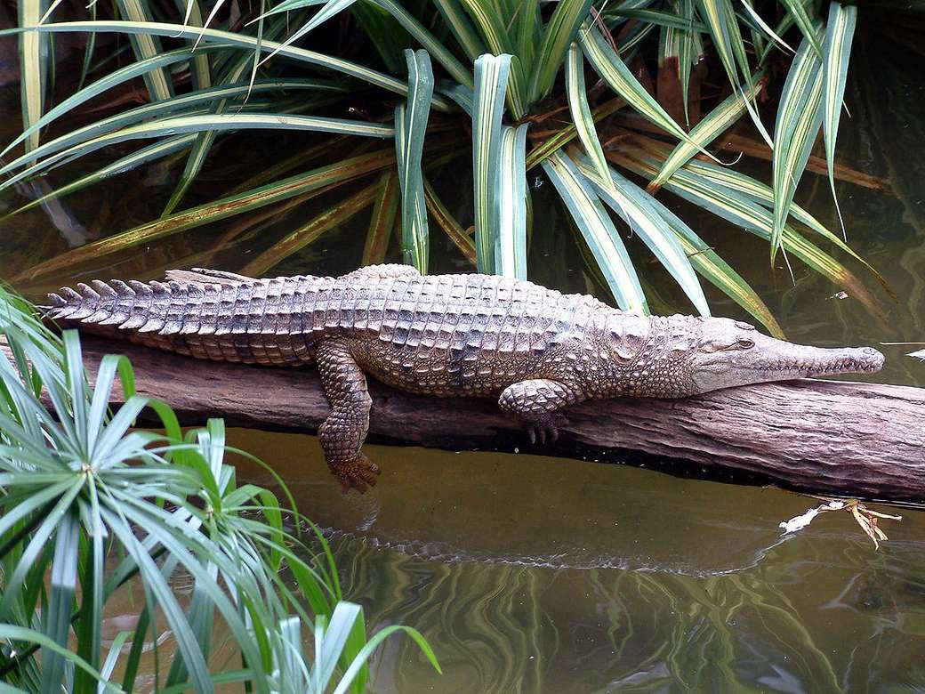 Crocodilo australiano quebra-cabeças online