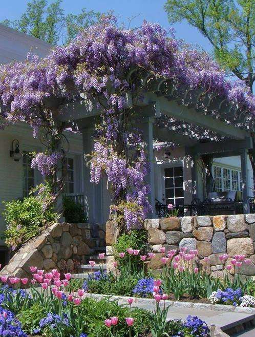 wisteria at the entrance to the house jigsaw puzzle online