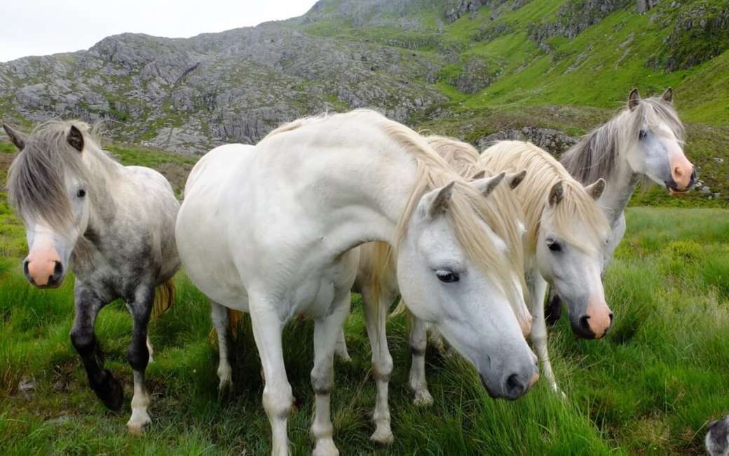 Cai sălbatici în Graig Wen Wales Anglia puzzle online