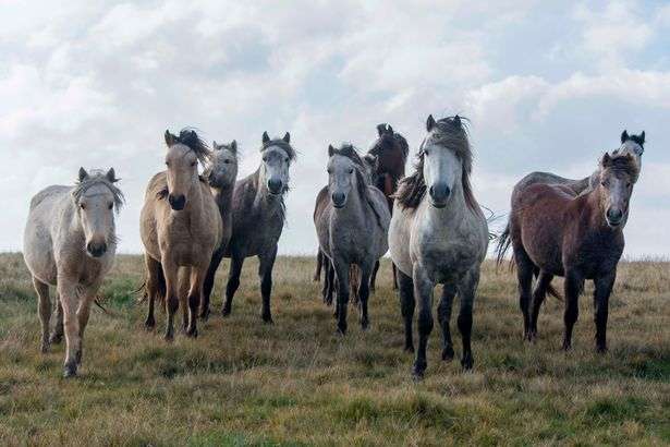 Дикі коні в Уельсі, Англія пазл онлайн