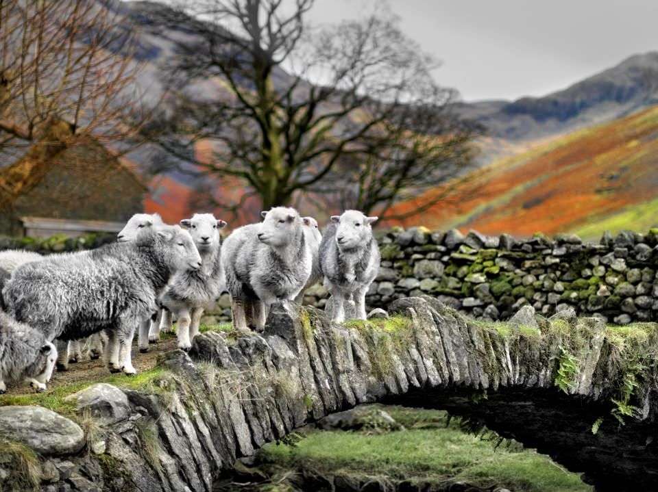 Овцы Озерного края Англии на мосту пазл онлайн