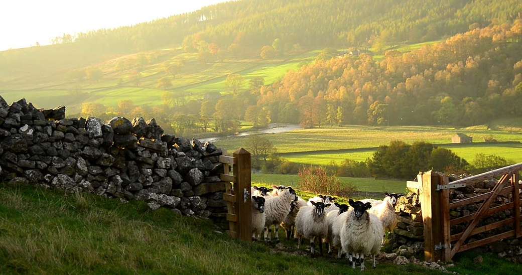 Йоркшир Дейлс Англия овце онлайн пъзел