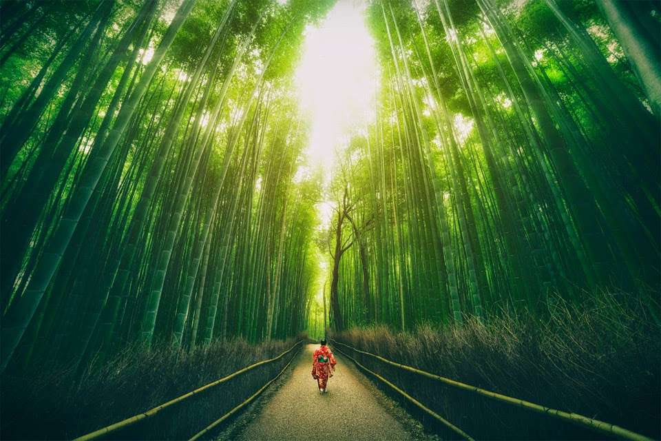 Bambusový les skládačky online