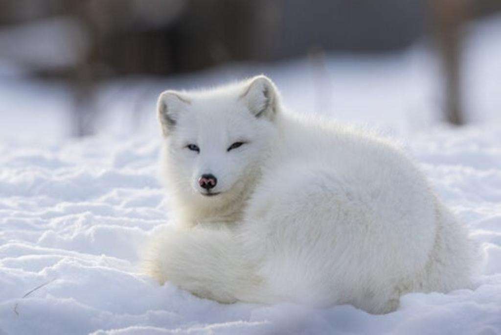 αρκτική αλεπού online παζλ