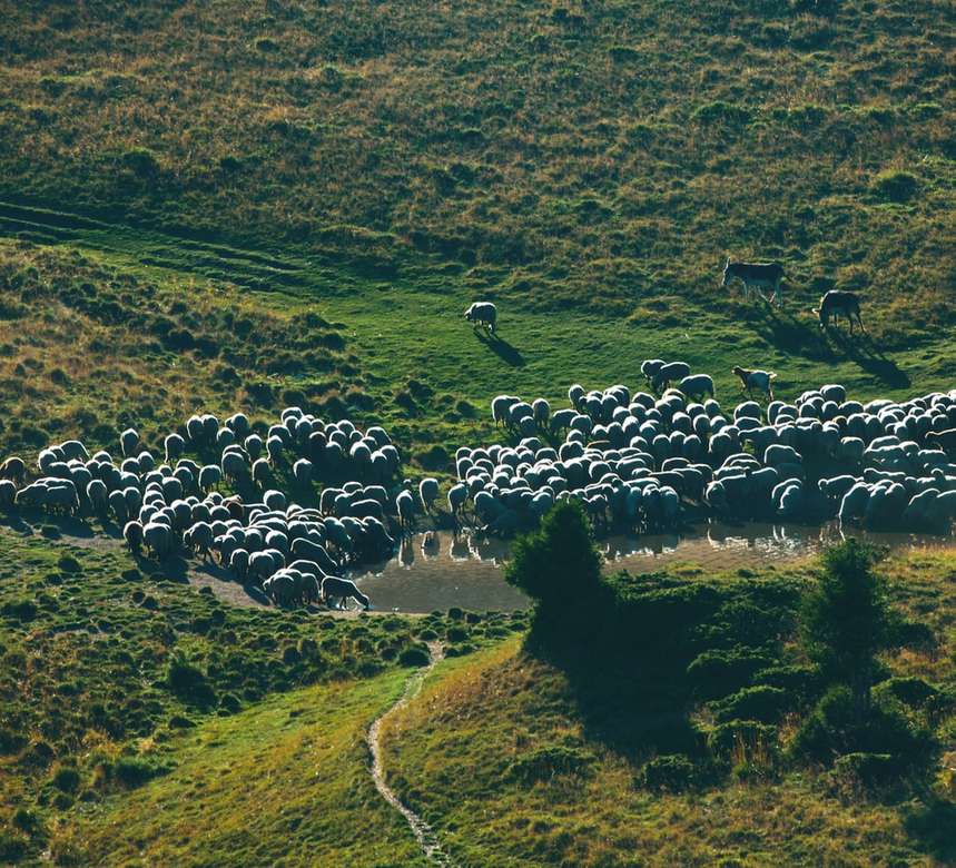 Πρόβατα στο ηλιοβασίλεμα παζλ online