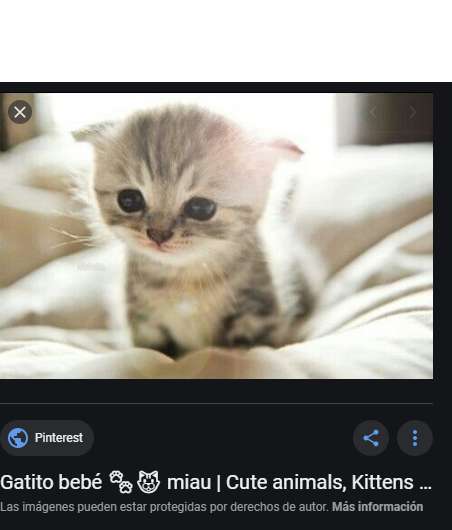 kattungar som säger meow Pussel online