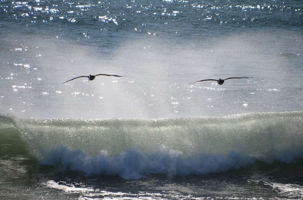 Ptáci létající nad mořem; Pelikáni skládačky online