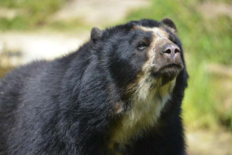 Animali del nord-ovest: l'orso dagli occhiali puzzle