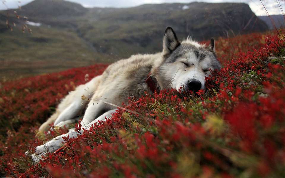 Hund schläft in den Blumen Puzzle