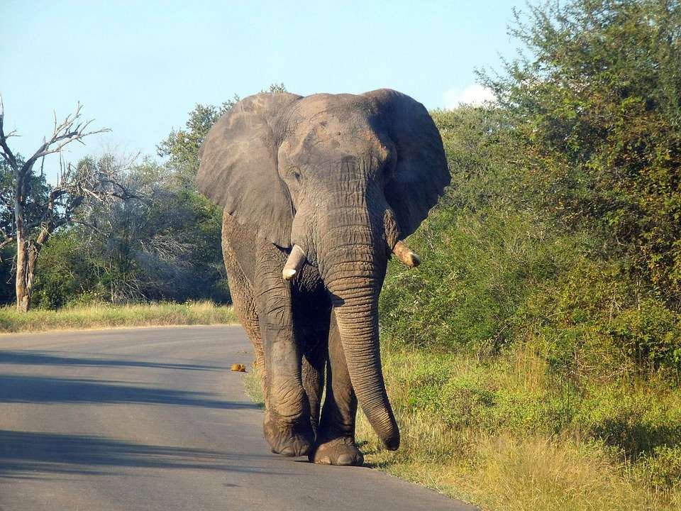 Slon africký skládačky online