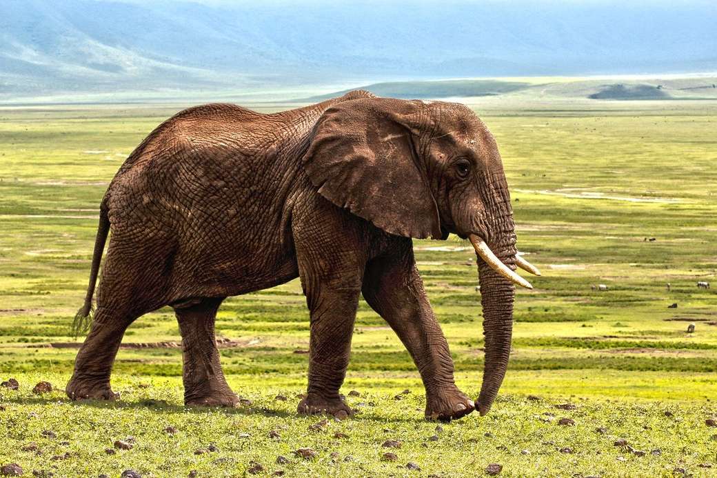 Elefant african puzzle online