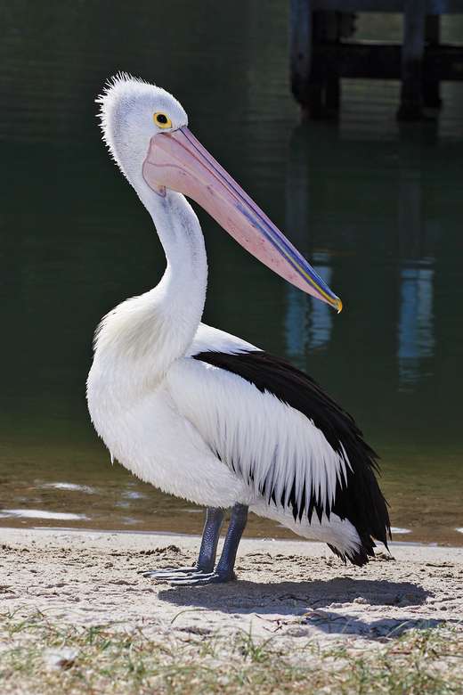 pelicano... puzzle online