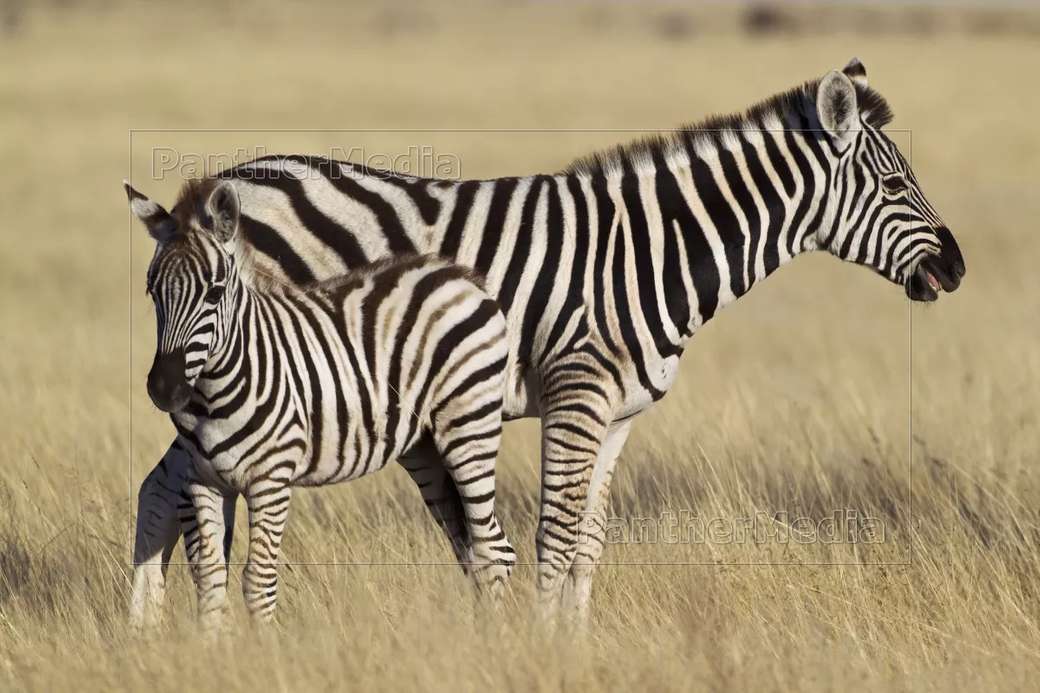 sztyeppei zebrák online puzzle