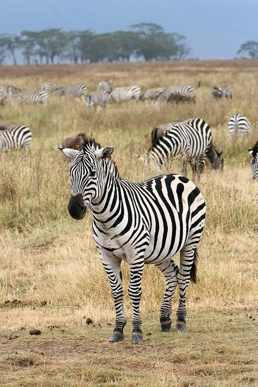 steppe zebras jigsaw puzzle online