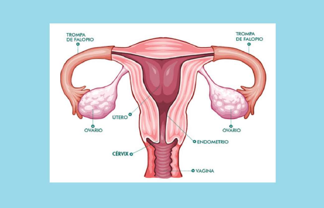 Женская репродуктивная система онлайн-пазл