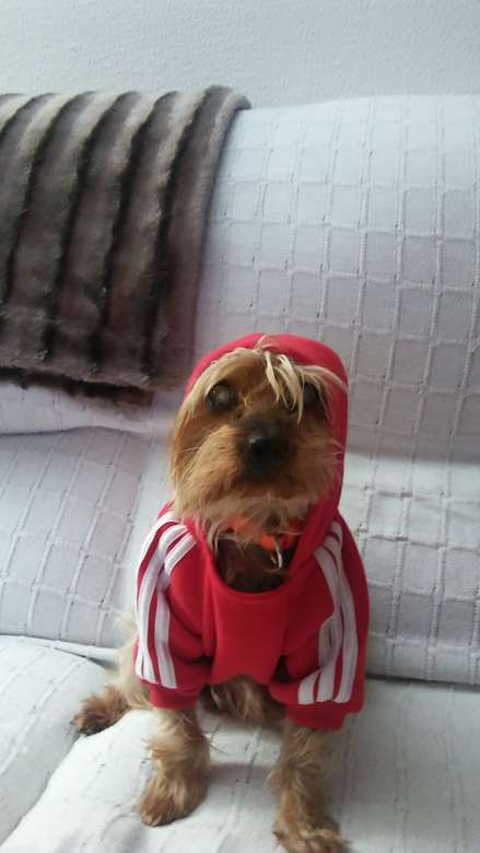 Dog with tracksuit online puzzle
