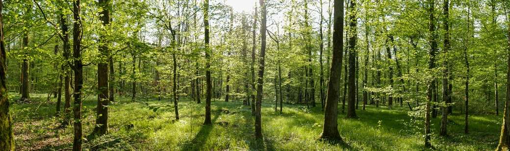 Vacker skog ... Pussel online