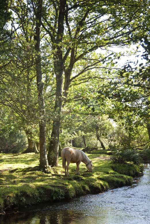 New Forest National Park Kent England online puzzle