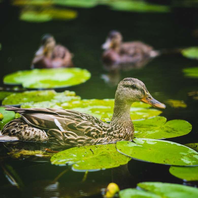 braune Ente auf dem Wasser während des Tages Online-Puzzle